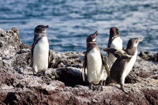 pingvini sa galapagosa