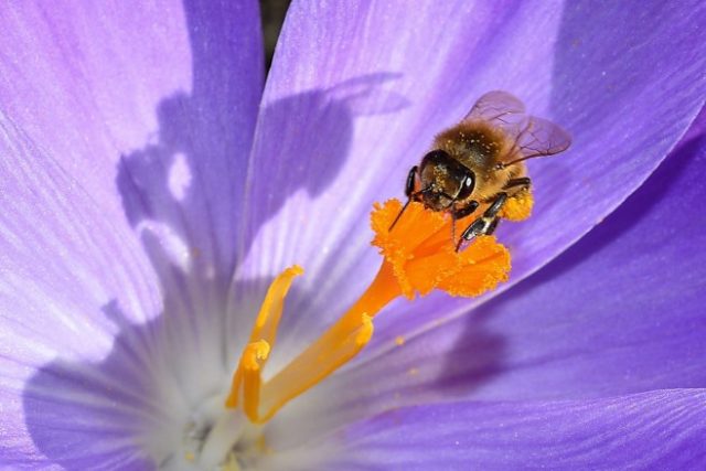 pčela na cvetu