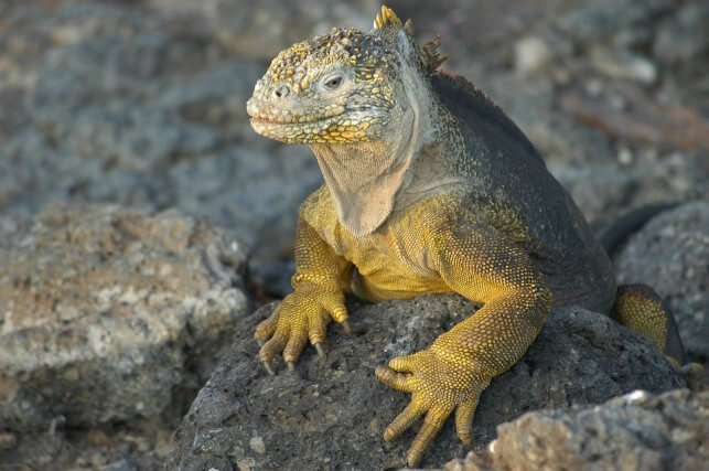 iguana sa galapagosa
