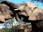 ljubav slonova