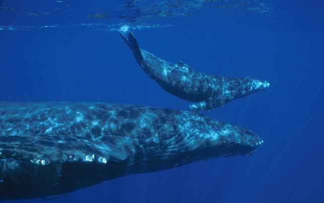 Plavi kit mladunče