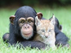 Majmun i mačak